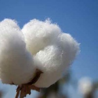 Cotton