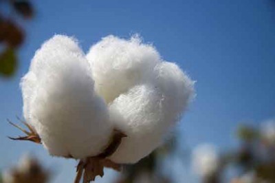 Cotton