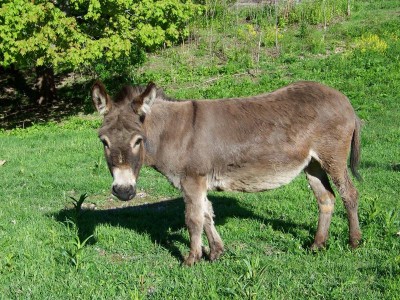 Donkey