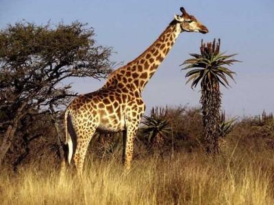 Giraffe