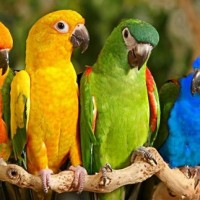 Parrots