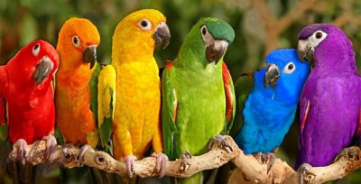 Parrots