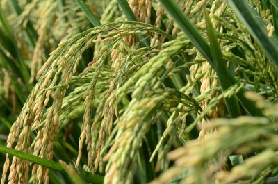 Rice Plant