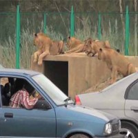 Safari Park