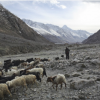 Afghanistan,Mountainous Areas, Cattle