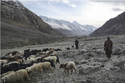 Afghanistan,Mountainous Areas, Cattle