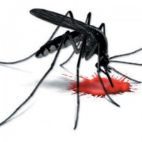 Dengue