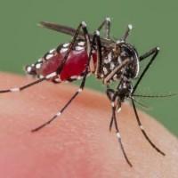 Dengue Mosquito