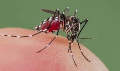 Dengue Mosquito