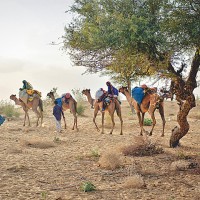 Tharparkar Drought