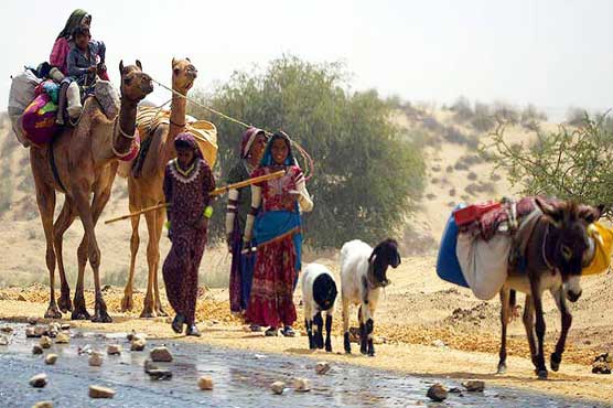 سندھ حکومت کی بے حسی، تھر میں غذائی قلت کے شکار بدین ہجرت کر گئے