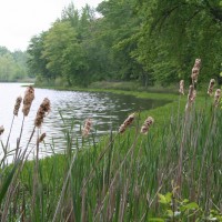 Wetland Pond