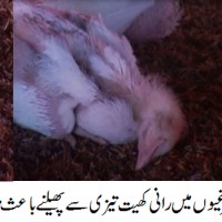 Badin Poultry