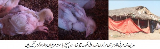 Badin Poultry