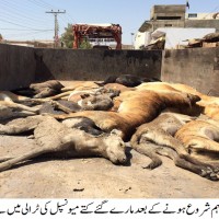 Dog Killing Campaigns