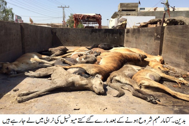 Dog Killing Campaigns