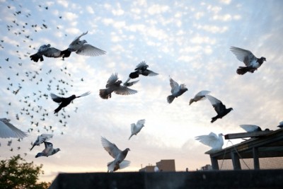 Pigeon Flying