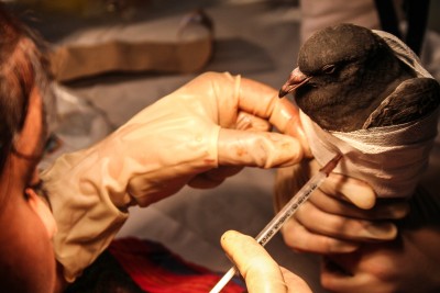 Pigeon injection