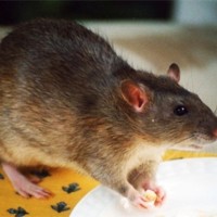 Rat