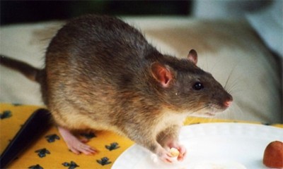 Rat