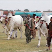 Sibbi Festival