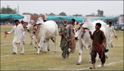 Sibbi Festival