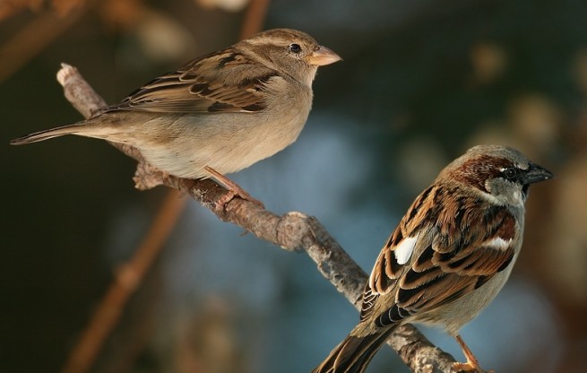 Sparrows