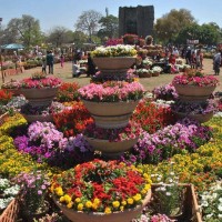 Spring in Lahore