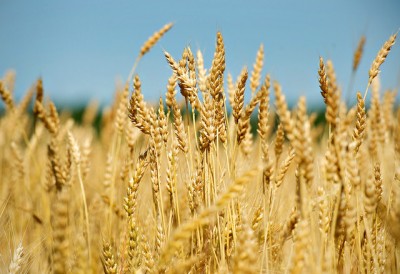 Wheat Crop