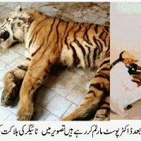 Bangal Tiger Death