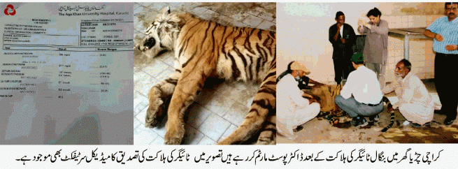 Bangal Tiger Death