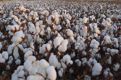 Cotton