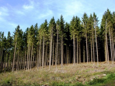 Forest Pakistan