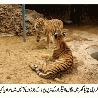 KARACHI ZOO TIGER