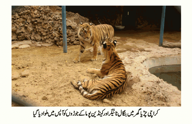 KARACHI ZOO TIGER