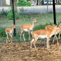 Karachi Zoo