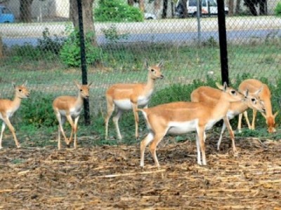 Karachi Zoo 