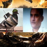 Pakistani pigeon Vs kulbhushan Yadav