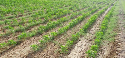 Tharparkar Crops