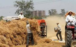 حکومت گندم کے وافر ذخیرے کو ٹھکانے لگانے میں ناکام