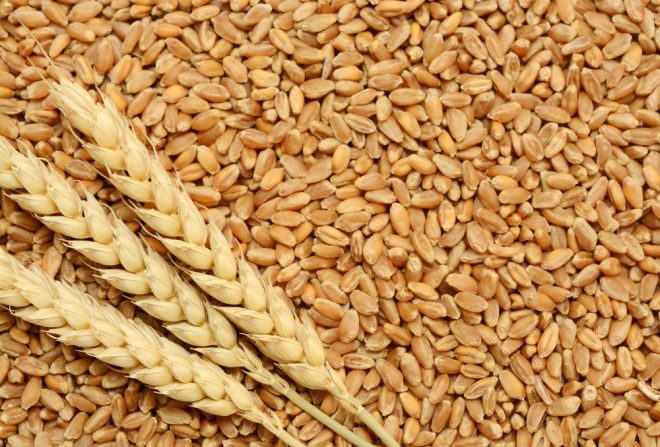 گندم کے اضافی ذخائر سے فصل کی خریداری متاثر ہو سکتی ہے: فلور ملز ایسوسی ایشن