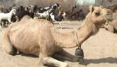 Badin Camel Desies