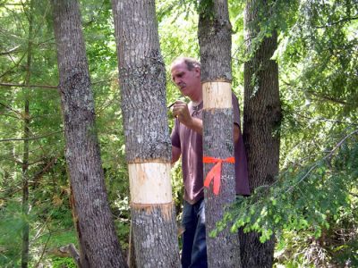 Effective Monitoring Trees