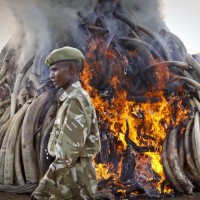 Elephant Ivory Burning