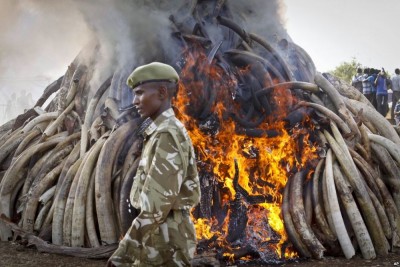 Elephant Ivory Burning