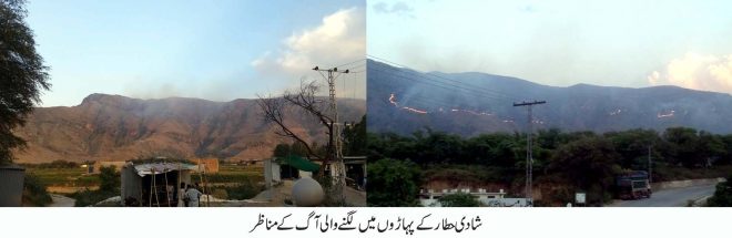حطارشادی کے پہاڑوں میں آتشزدگی، لاکھوں مالیت کے درخت جل کر خاکستر ہو گئے