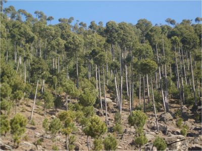 Forest in Pakistan 