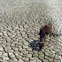 India Famine