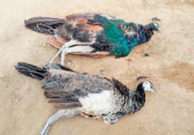 Peahen Death