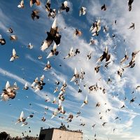 Pigeon Flying